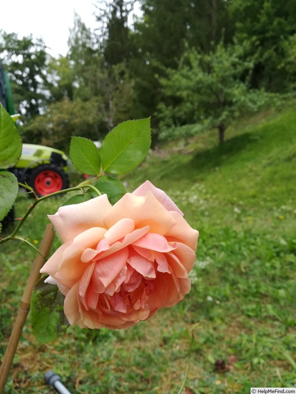 'Adèle Crofton' rose photo