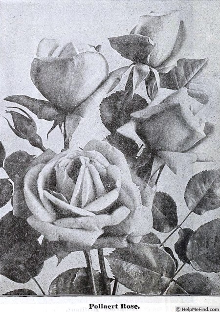 'Pollaertrose' rose photo