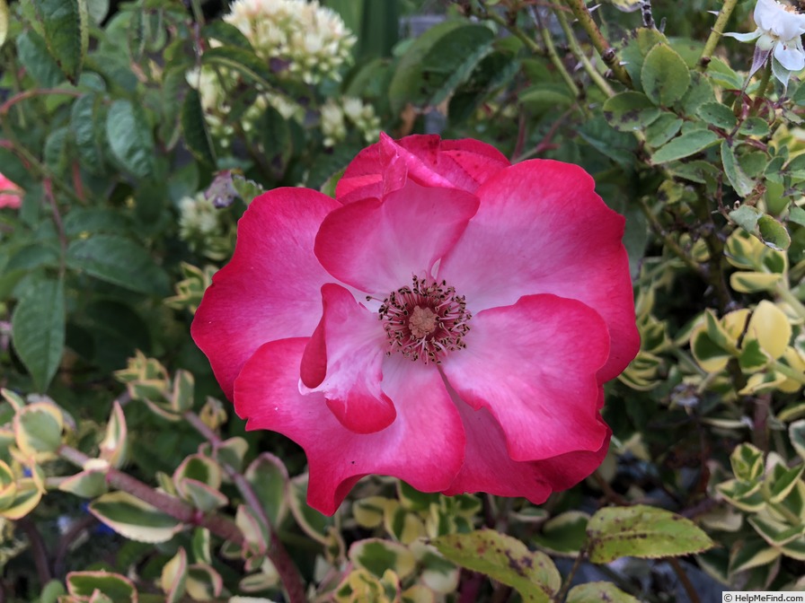 'Sadlers Wells' rose photo