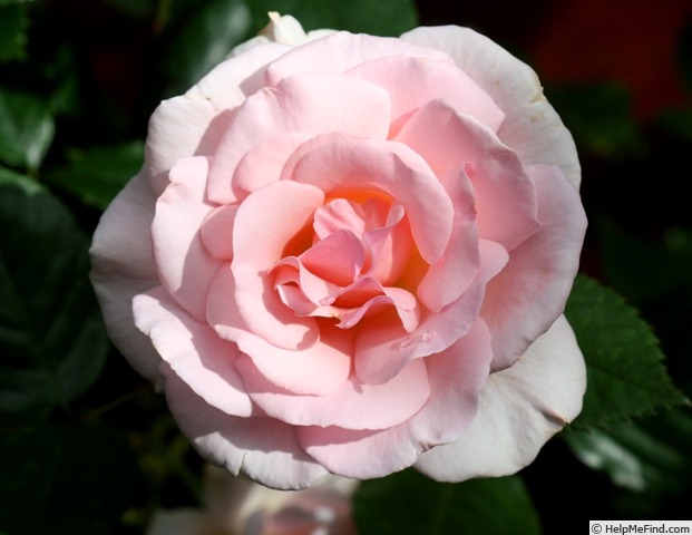 'A Whiter Shade of Pale (hybrid tea, Pearce, 2006)' rose photo