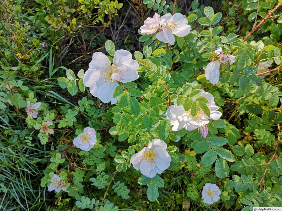 'Christiane' rose photo