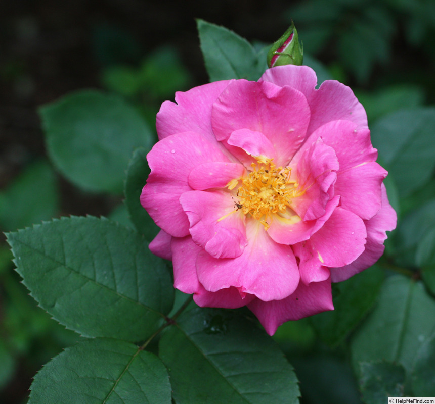 'Sir Clough' rose photo