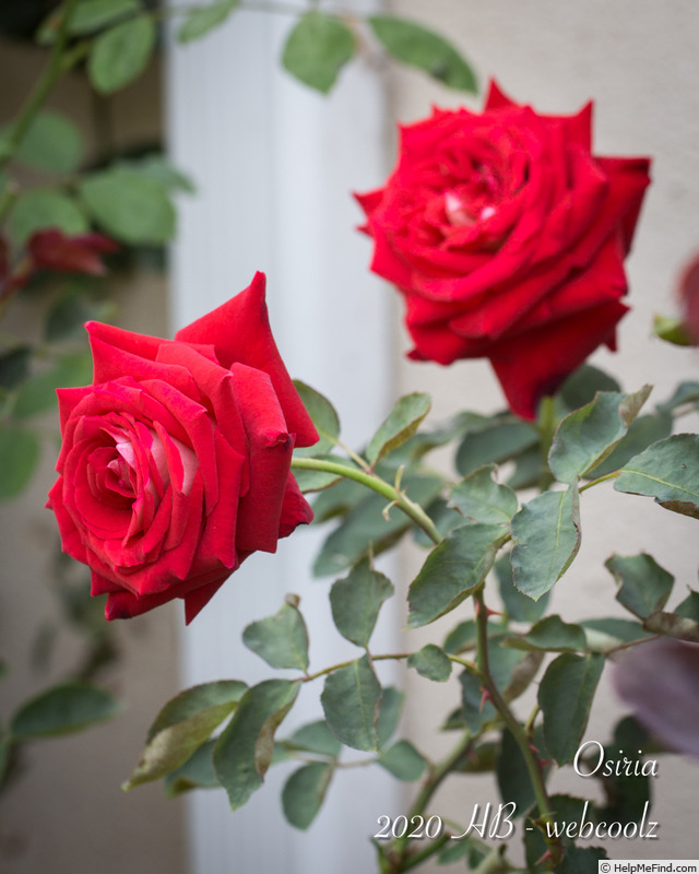 'Osiria' rose photo