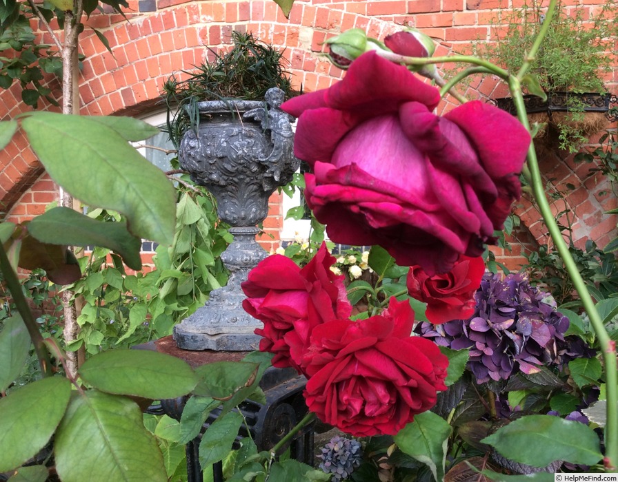 'Frau O. Plegg' rose photo