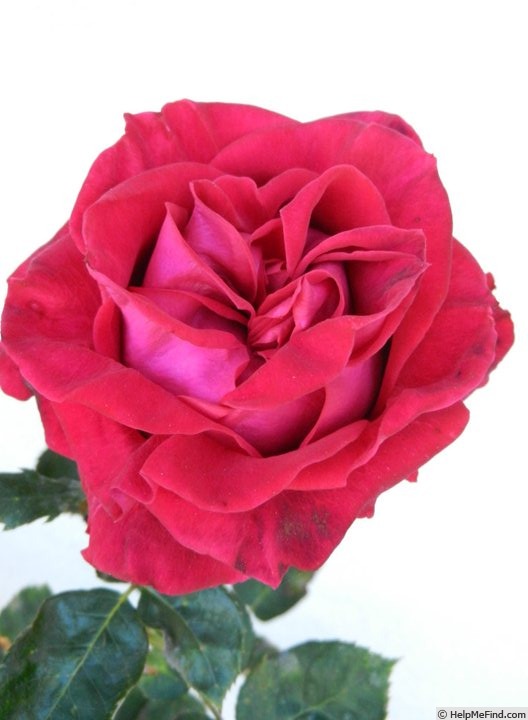 'Vino Rosso' rose photo