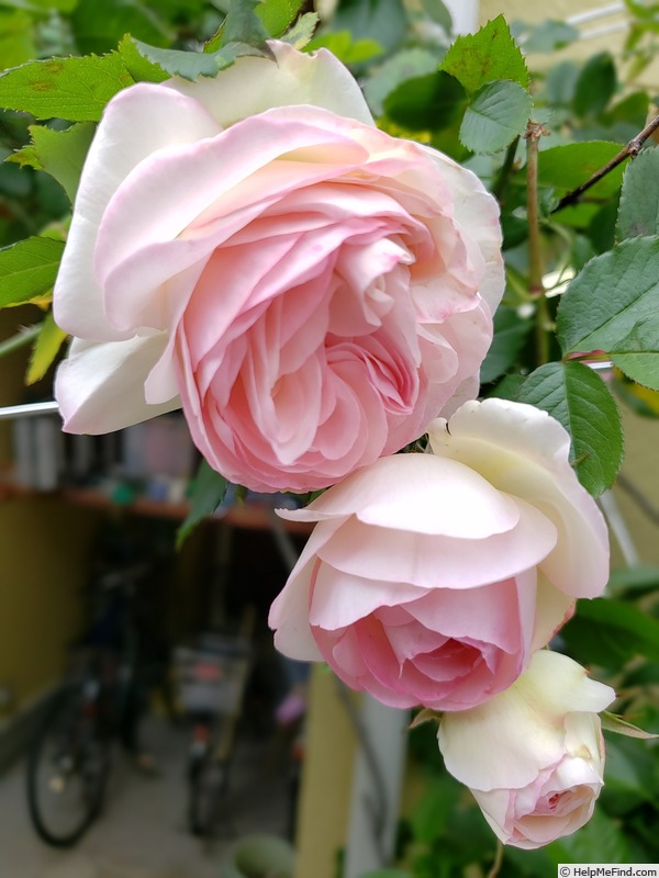 'Pierre de Ronsard ®' rose photo