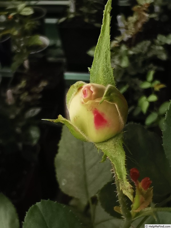 'Piumina' rose photo