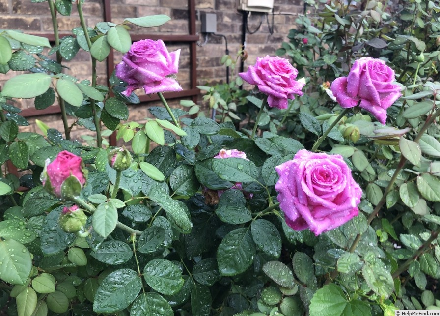 'Chartreuse de Parme' rose photo