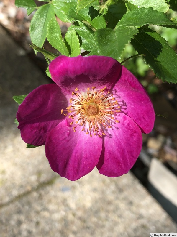 'Singularly Beautiful' rose photo