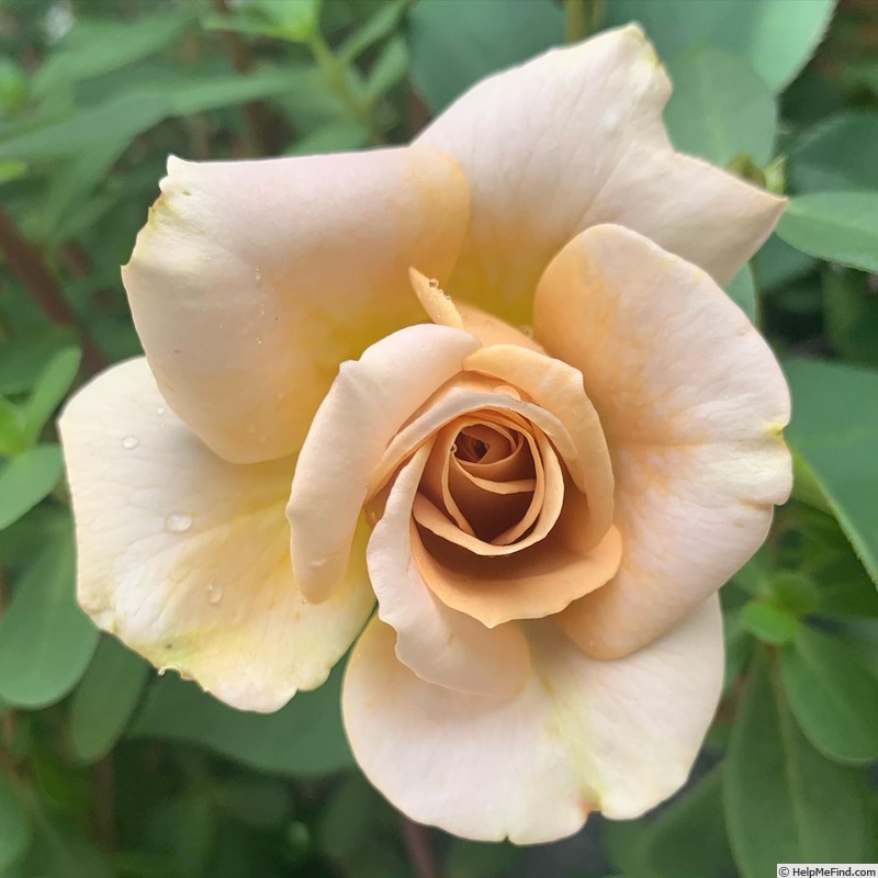 'Honey Dijon ™ (hybrid tea, Sproul 2003)' rose, click to enlarge 'Honey Dijon ™ (hybrid tea, Sproul 2003)' rose photo