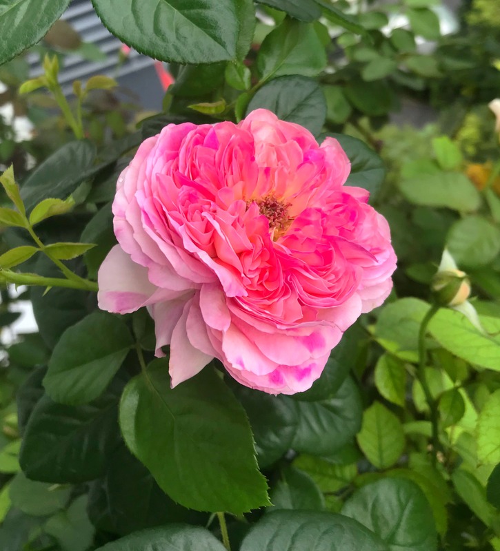 'Aube' rose photo