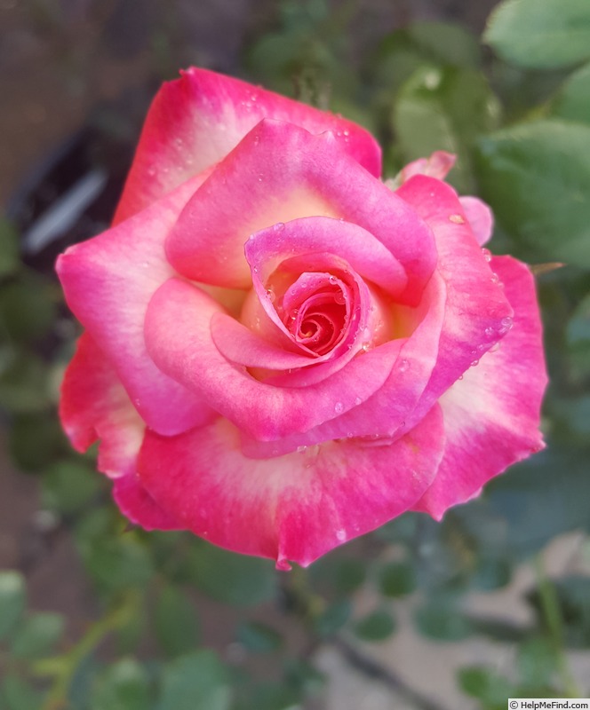 'Vernon's Laugh ™' rose photo