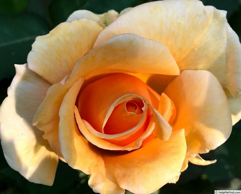 'Lucille Ball' rose photo