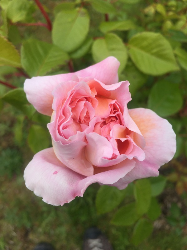 'Abraham Darby' rose photo