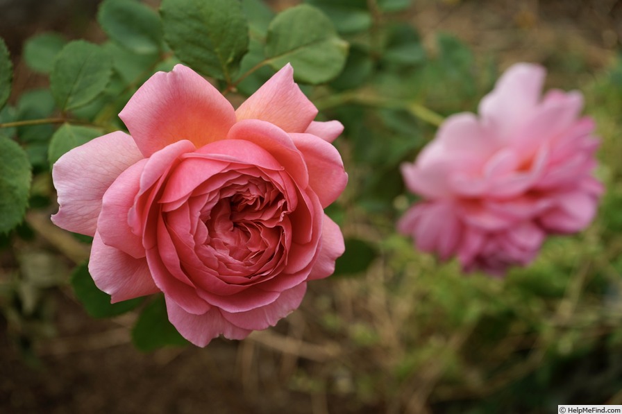 'Princess Alexandra of Kent' rose photo