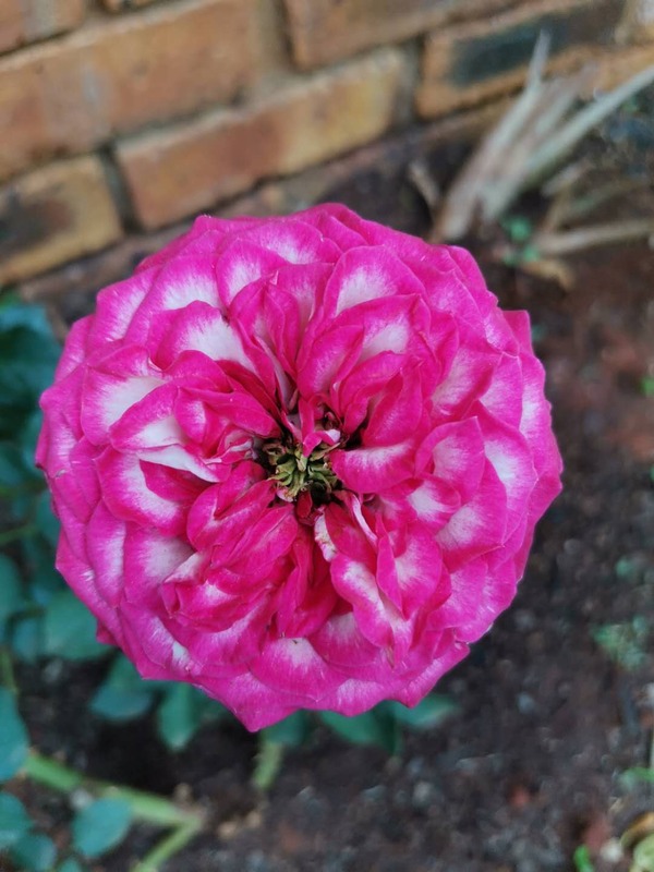 'Merry-Go-Round (floribunda, unknown breeder, unknown date)' rose photo