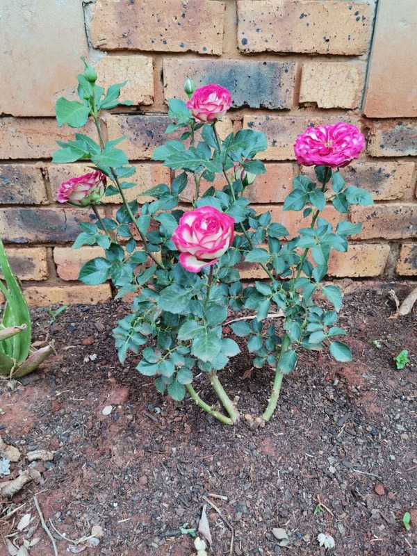 'Merry-Go-Round (floribunda, unknown breeder, unknown date)' rose photo