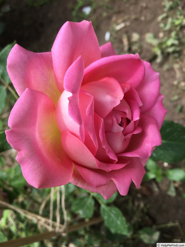 'Jubilee Celebration (shrub, Austin 2002)' rose photo