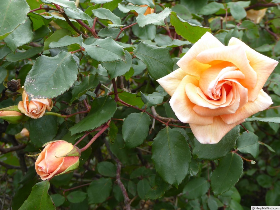 'Mrs. Dunlop-Best' rose photo
