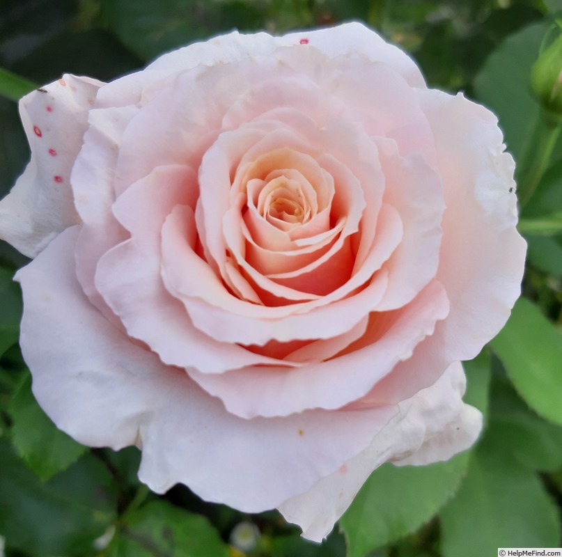 'Paul Ricard ®' rose, click to enlarge 'Paul Ricard ®' rose photo