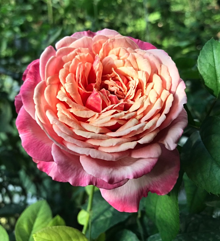 'Kordes' Jubilee ®' rose photo