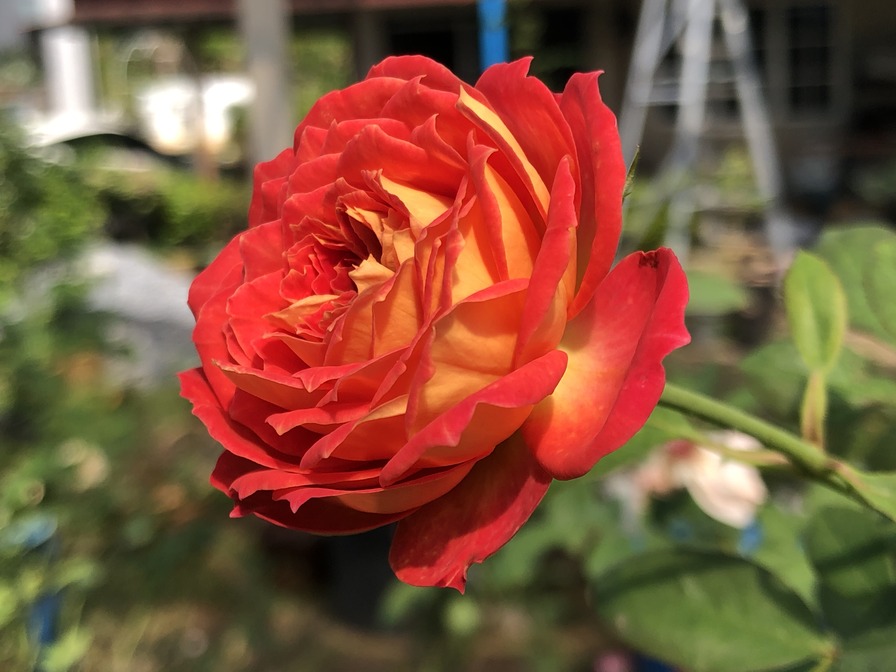 'Soleil Romantica' rose photo