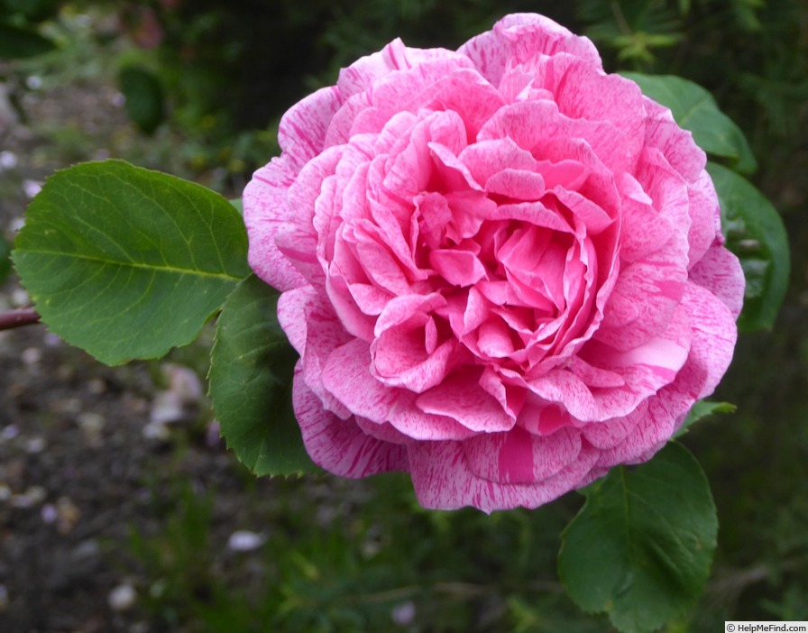 'Madame Driout' rose photo