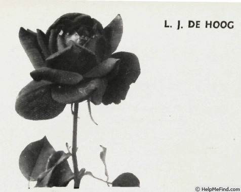 'L. J. de Hoog' rose photo