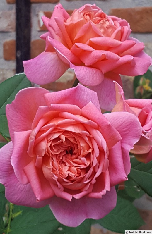 'VISmelgo' rose photo
