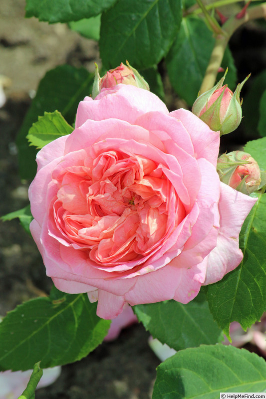 'VISmelgo' rose photo