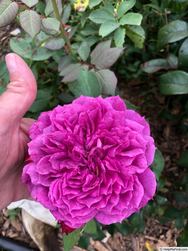 'JACitreibpuci' rose photo