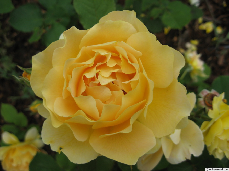 'Honey Perfume ™' rose photo