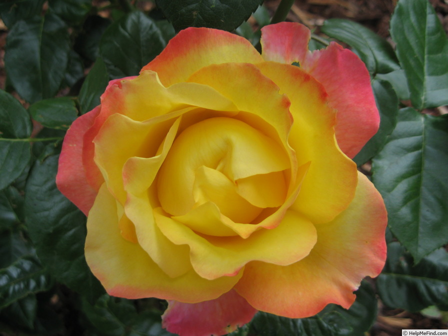 'Bright Spirit' rose photo