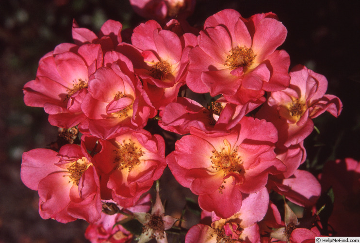 'Conservation' rose photo