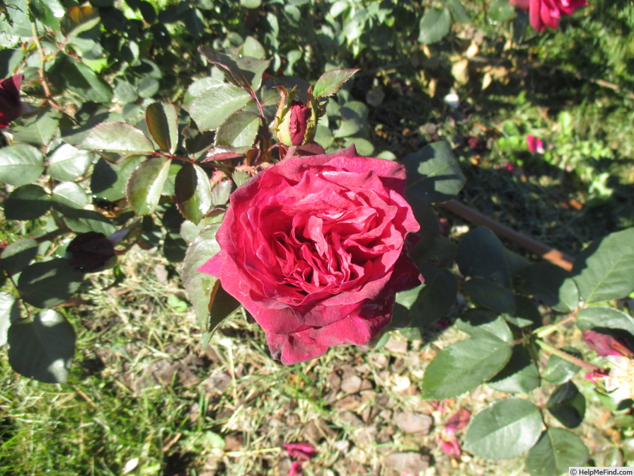 'Dark Desire' rose photo