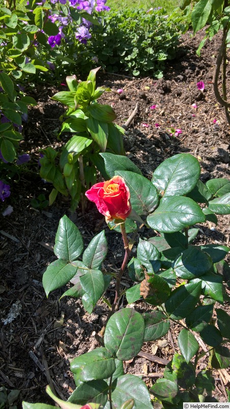 'Autumn' rose photo
