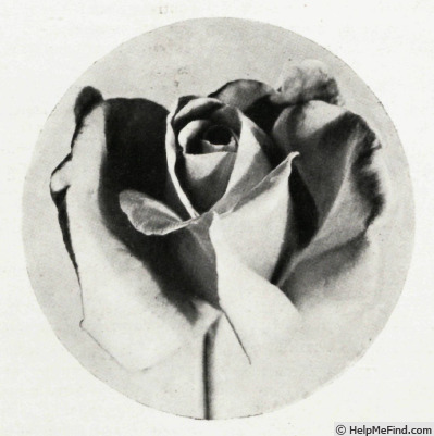 'Ile de France (hybrid tea, Gaujard, 1937)' rose photo