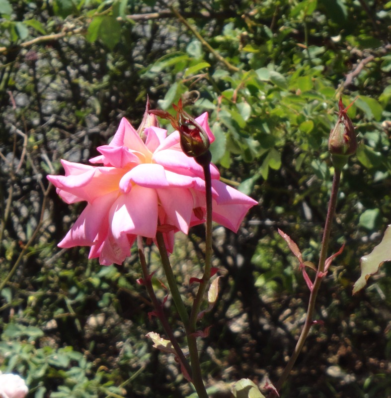 'Sunny South' rose, click to enlarge 'Sunny South' rose photo