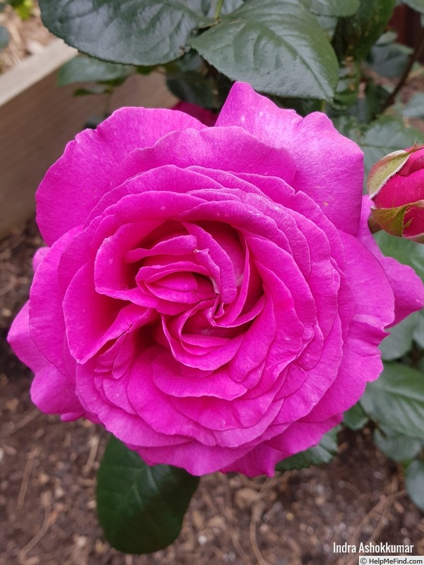 'Chartreuse de Parme' rose photo