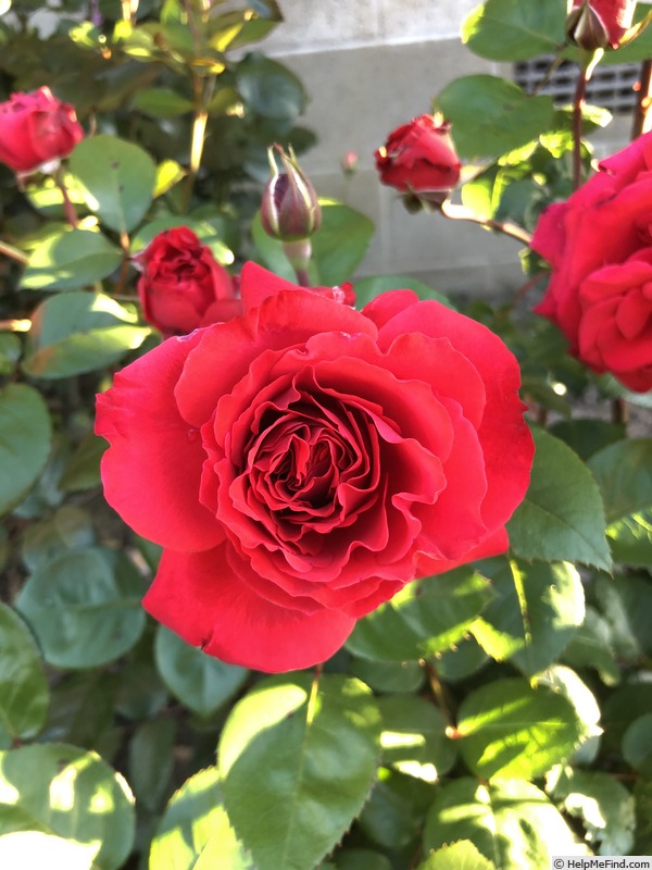 'Christchurch Remembers' rose photo
