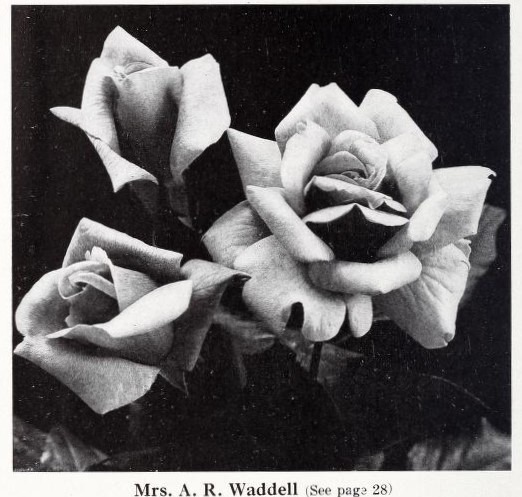 'Mrs. A. R. Waddell' rose photo
