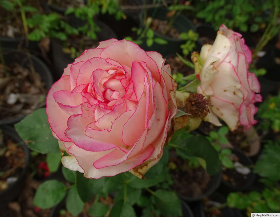 'Attracta' rose photo