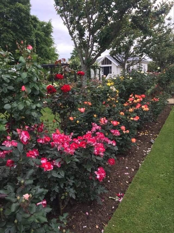 'Nola Simpson Rose Garden'  photo