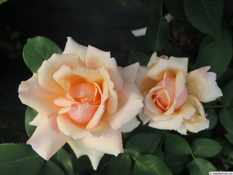 'Carl Nielsen' rose photo