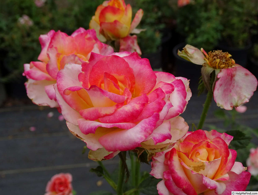 'Desert Peace ™' rose photo