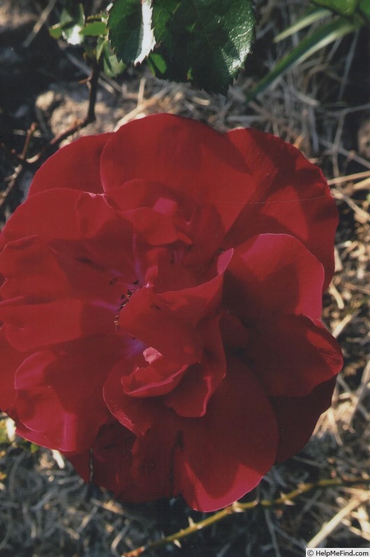 'Bob's Rose' rose photo
