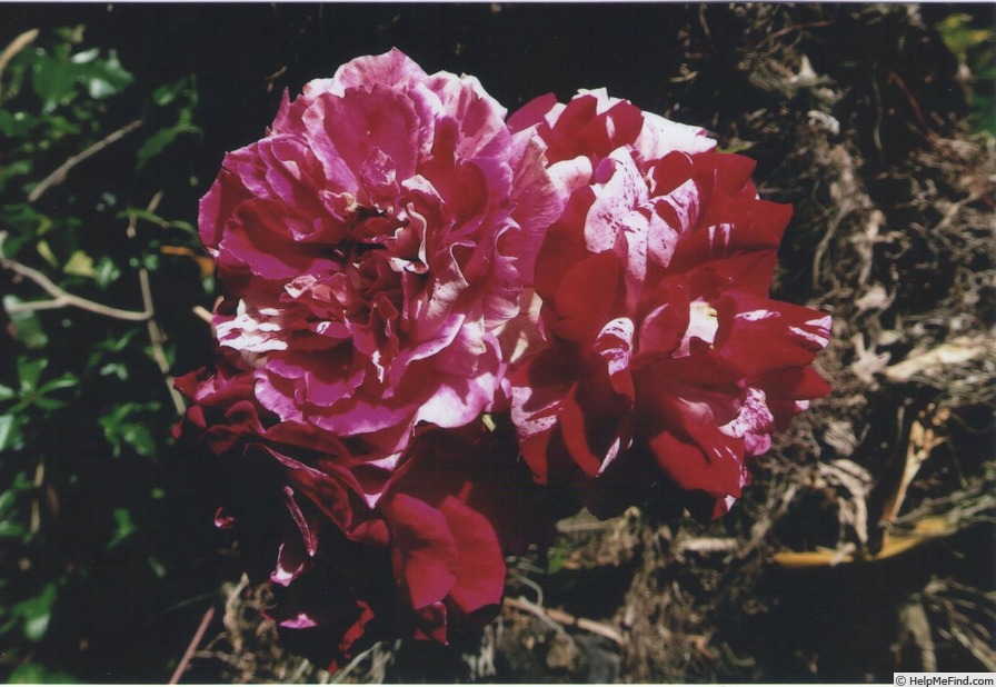 'Double Wow' rose photo