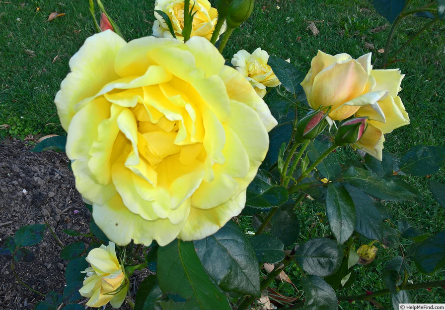 'Constance (pernetiana, Pernet-Ducher 1914)' rose photo