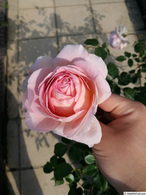'AUScot' rose photo