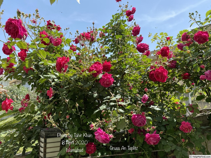 'Gruss an Teplitz' rose photo